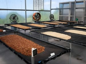 Ung dung Poly trong nong nghiep 4 Mô hình nhà sấy nông sản bằng tấm nhựa Poly giúp tăng năng suất và chất lượng.